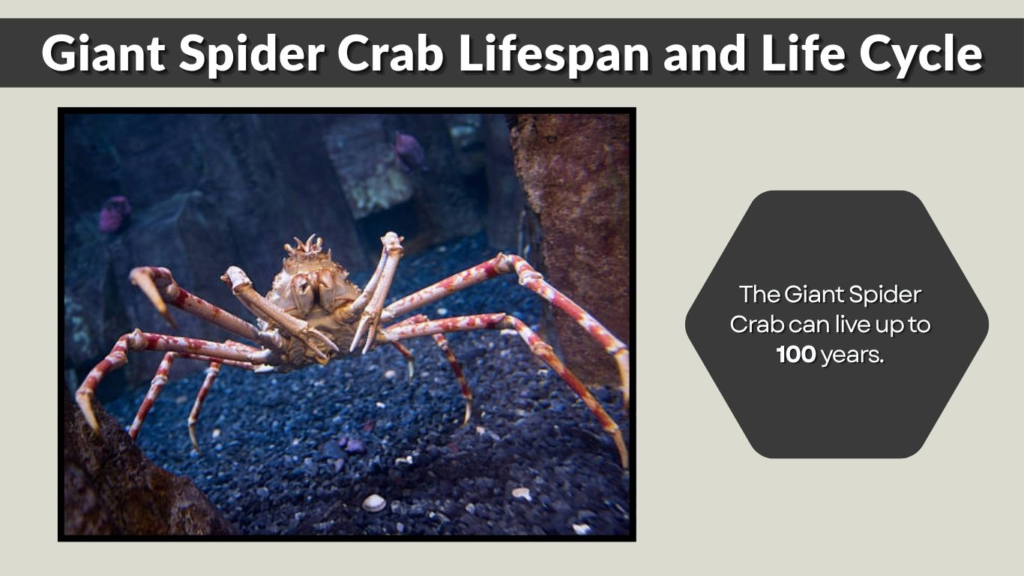 Giant Spider Crab Lifespan and Life Cycle