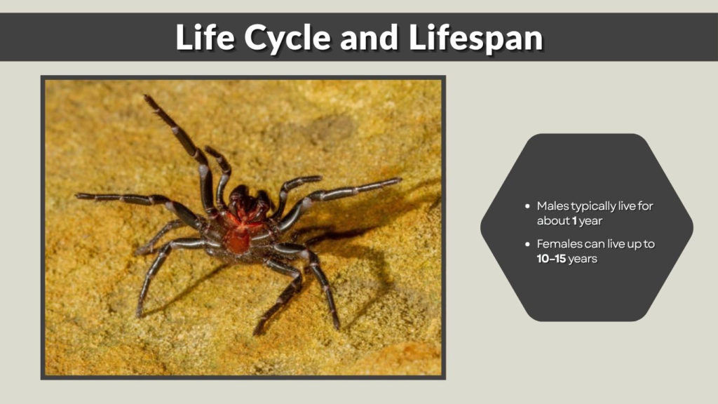 Life Cycle and Lifespan
