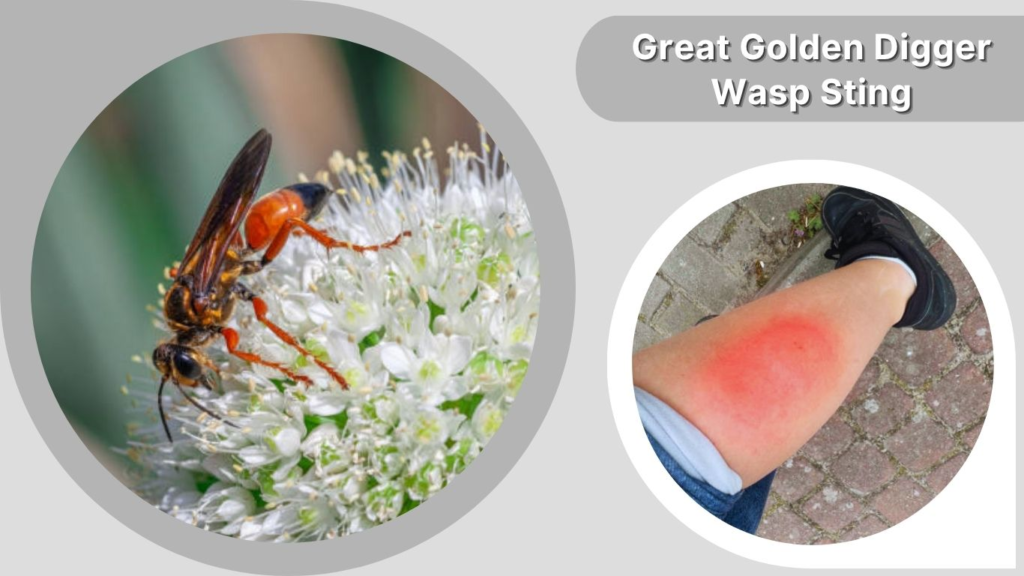 Great Golden Digger Wasp Sting