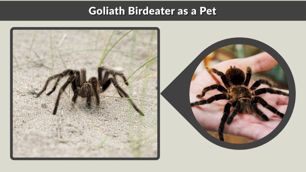 Goliath Birdeater as a Pet