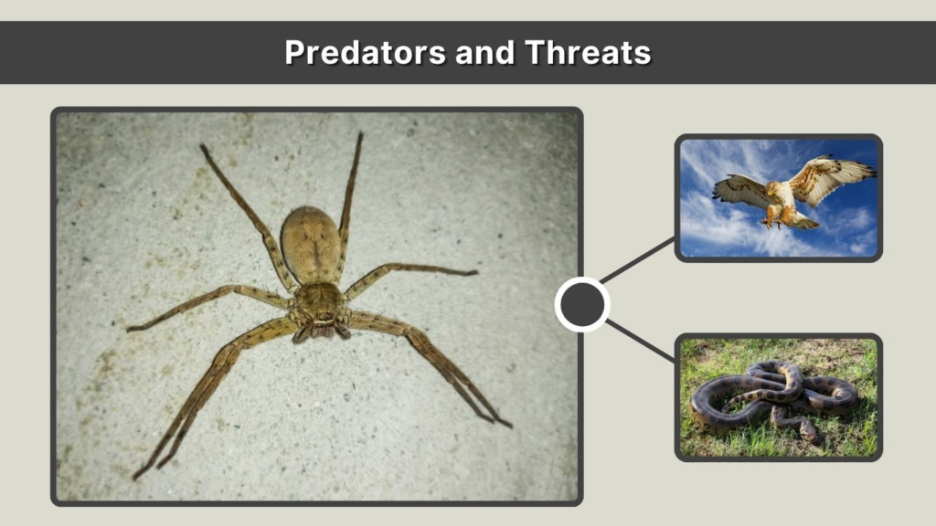 Predators and Threats