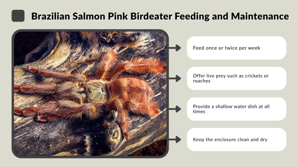 Brazilian Salmon Pink Birdeater Feeding and Maintenance