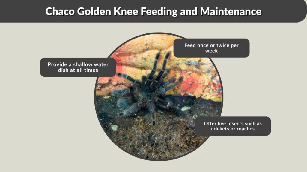Chaco Golden Knee Feeding and Maintenance