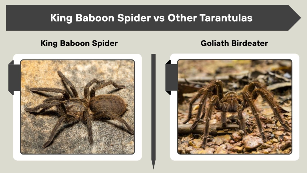 King Baboon Spider vs Other Tarantulas