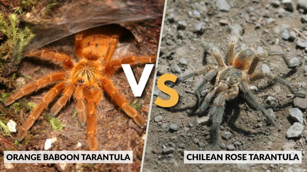 Orange Baboon Tarantula vs Other Tarantulas