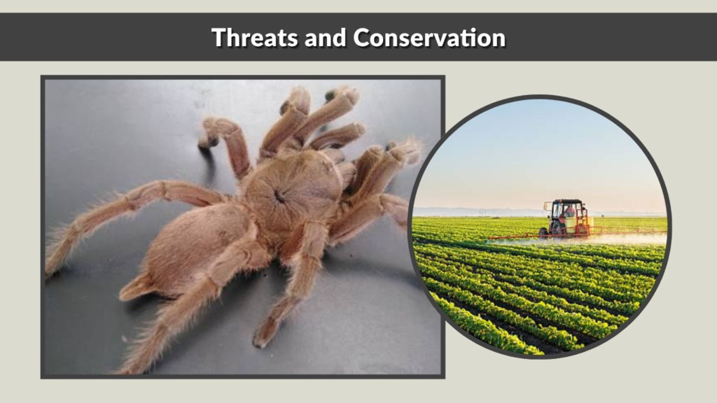 Threats and Conservation