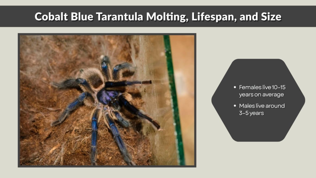 Cobalt Blue Tarantula Molting, Lifespan, and Size