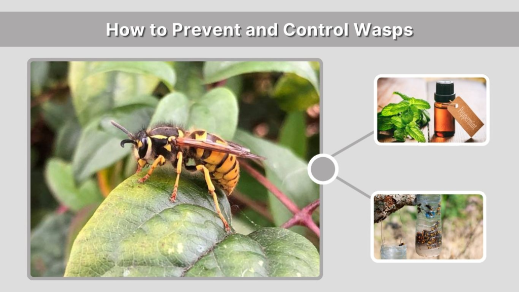 How to Prevent and Control Wasps