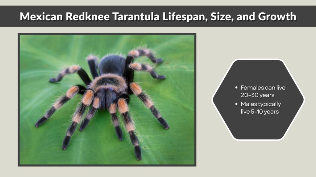 Mexican Redknee Tarantula Lifespan, Size, and Growth
