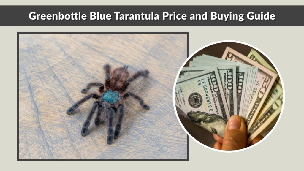 Greenbottle Blue Tarantula Price and Buying Guide