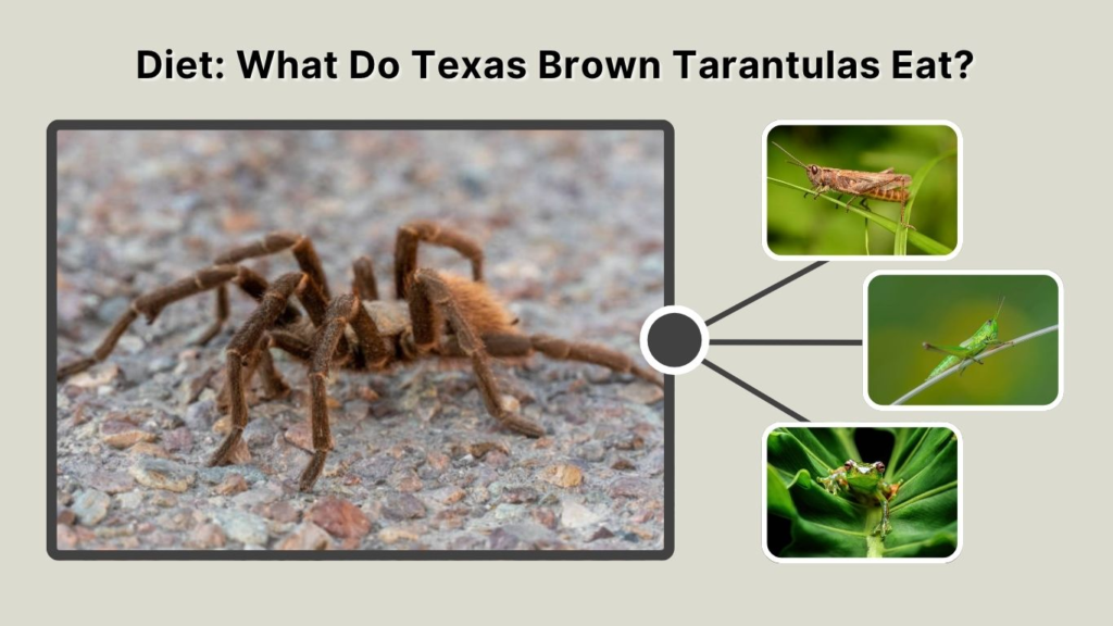 Diet: What Do Texas Brown Tarantulas Eat?