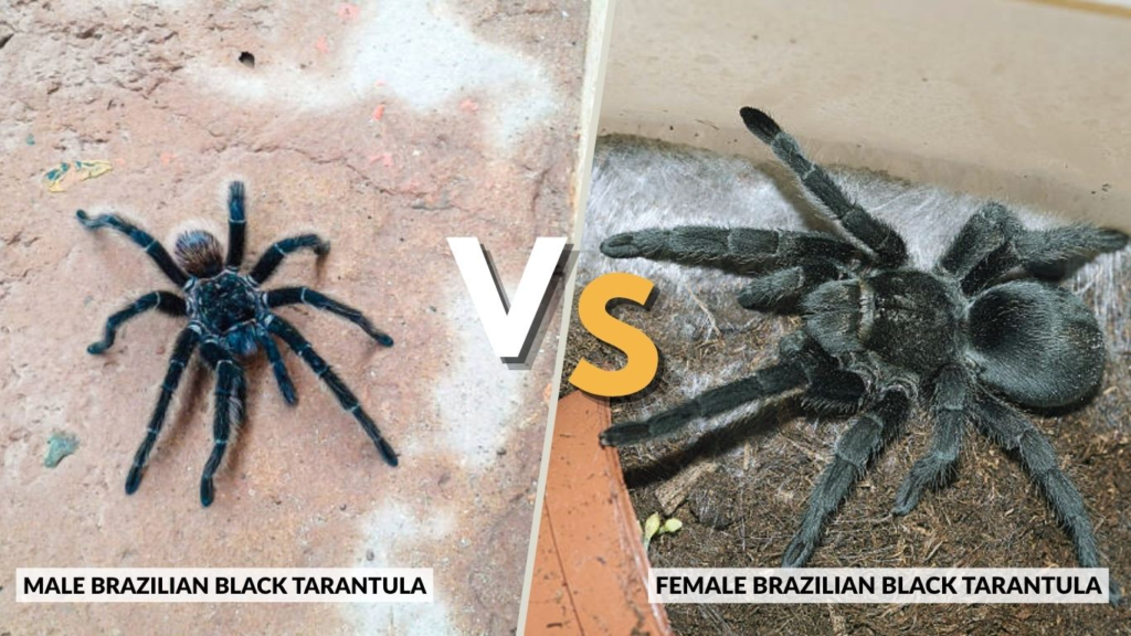 Male vs Female Brazilian Black Tarantula