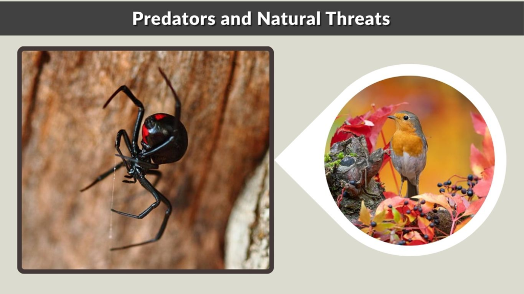 Predators and Natural Threats