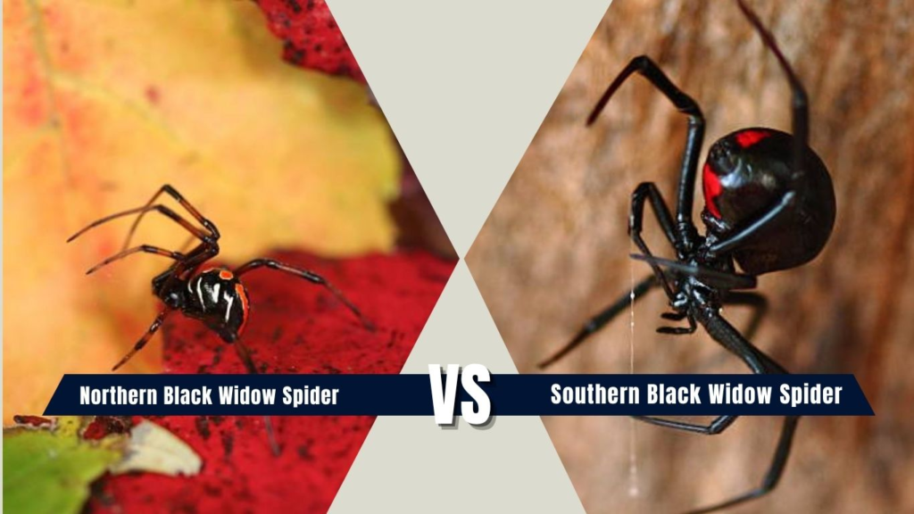 Northern vs Southern Black Widow Spider