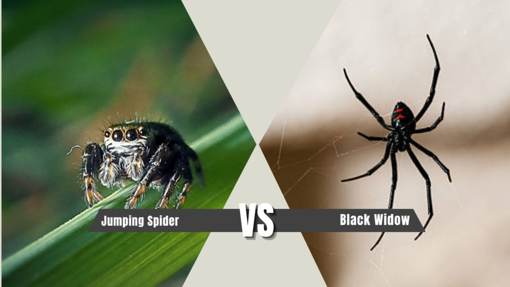 Jumping Spider vs Black Widow