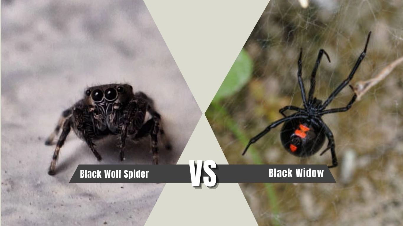 Black Wolf Spider vs Black Widow