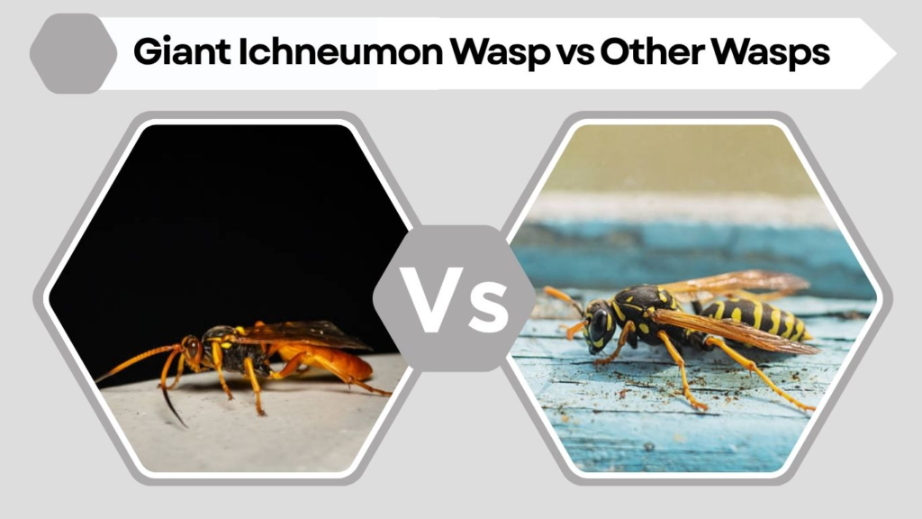Giant Ichneumon Wasp vs Other Wasps