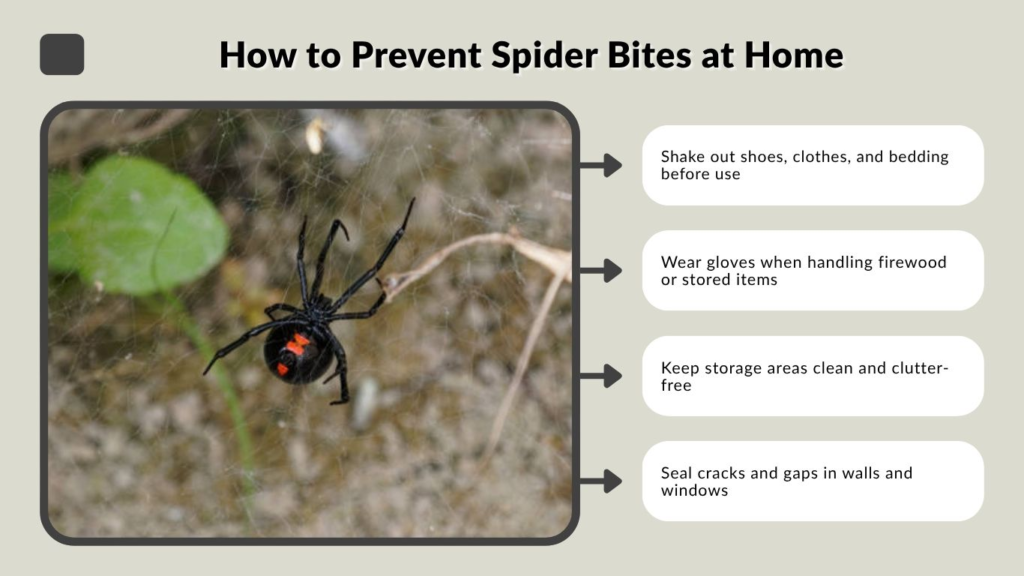 How to Prevent Spider Bites at Home