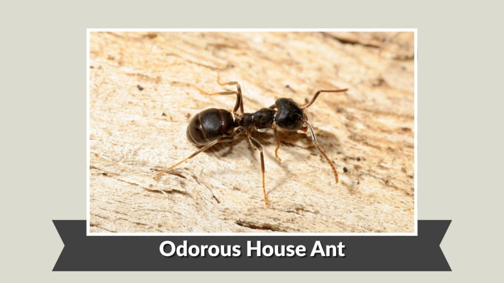 Odorous House Ant