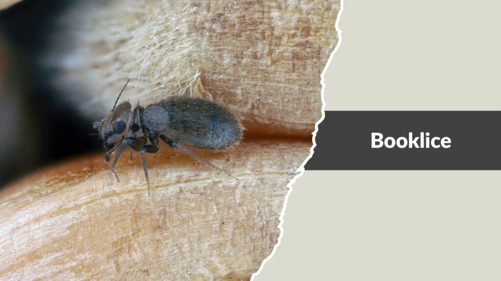 Booklice