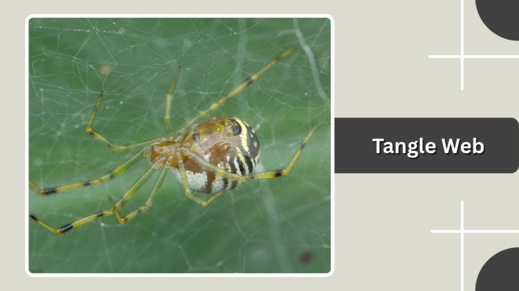 Tangle Web