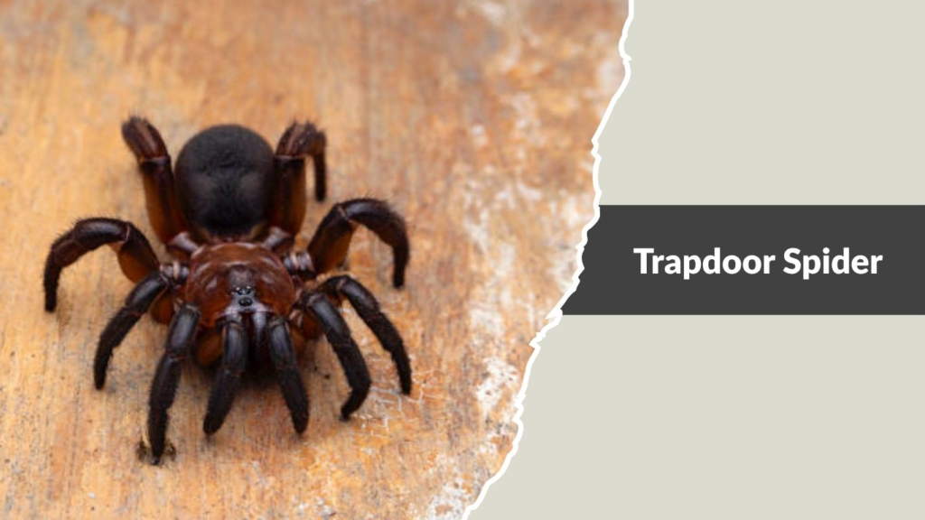 Trapdoor Spider