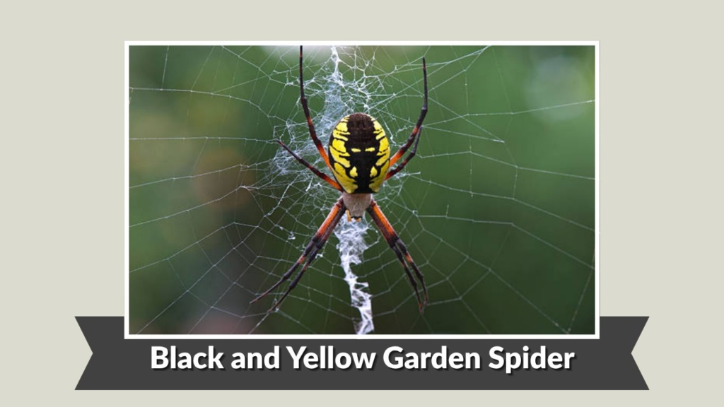 Black and Yellow Garden Spider