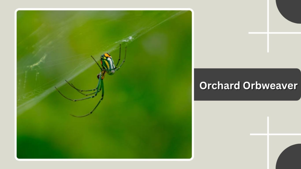 Orchard Orbweaver