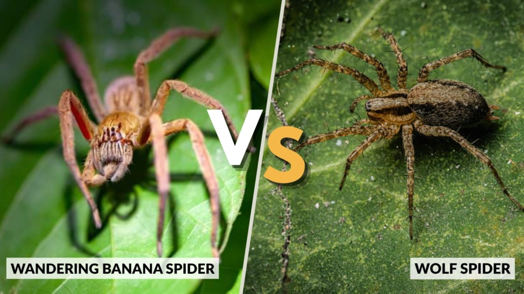Wandering Banana Spider vs Wolf Spider