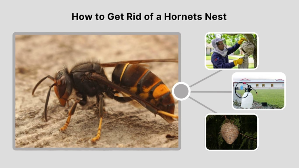 How to Get Rid of a Hornets Nest