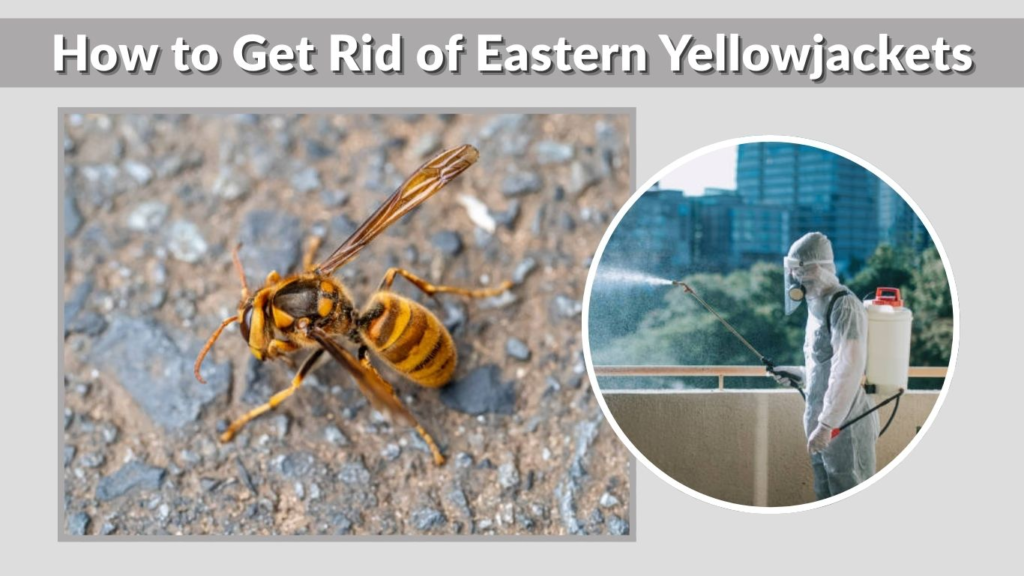 How to Get Rid of Eastern Yellowjackets