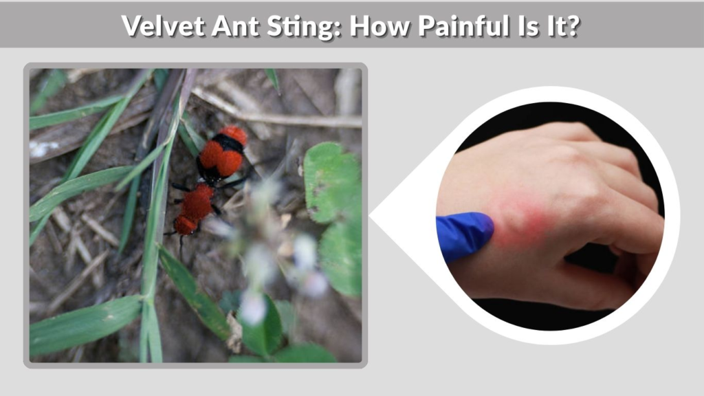 Velvet Ant Sting: How Painful Is It?