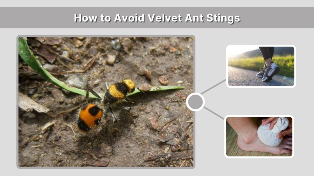 How to Avoid Velvet Ant Stings