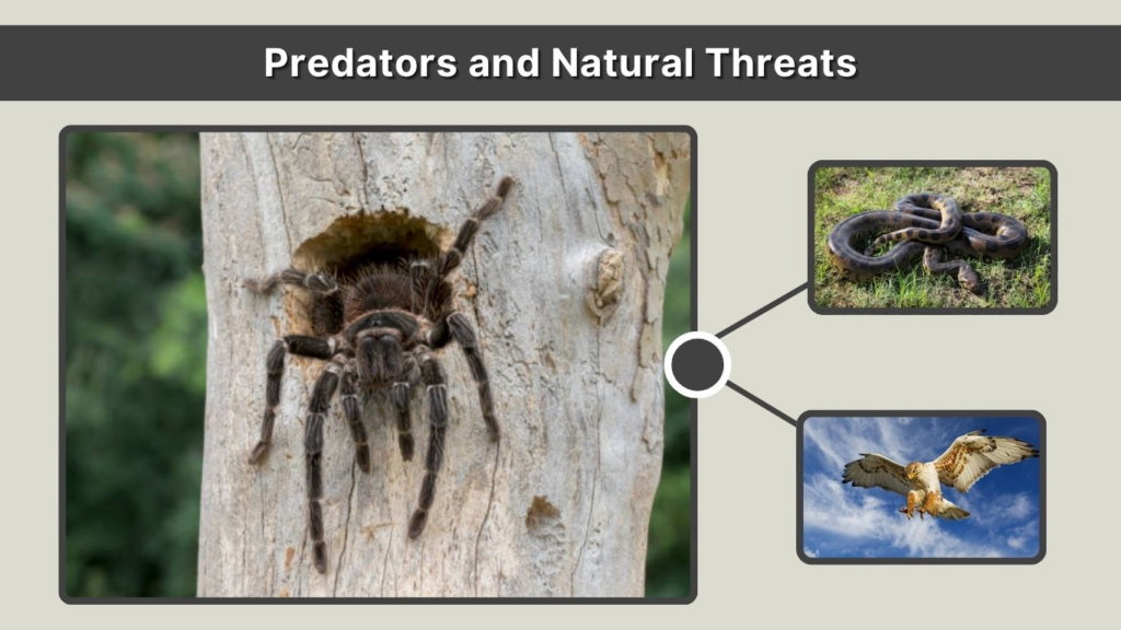 Predators and Natural Threats