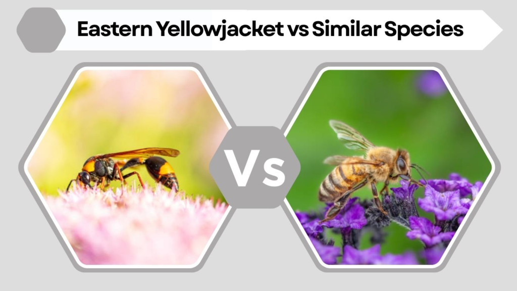 Eastern Yellowjacket vs Similar Species