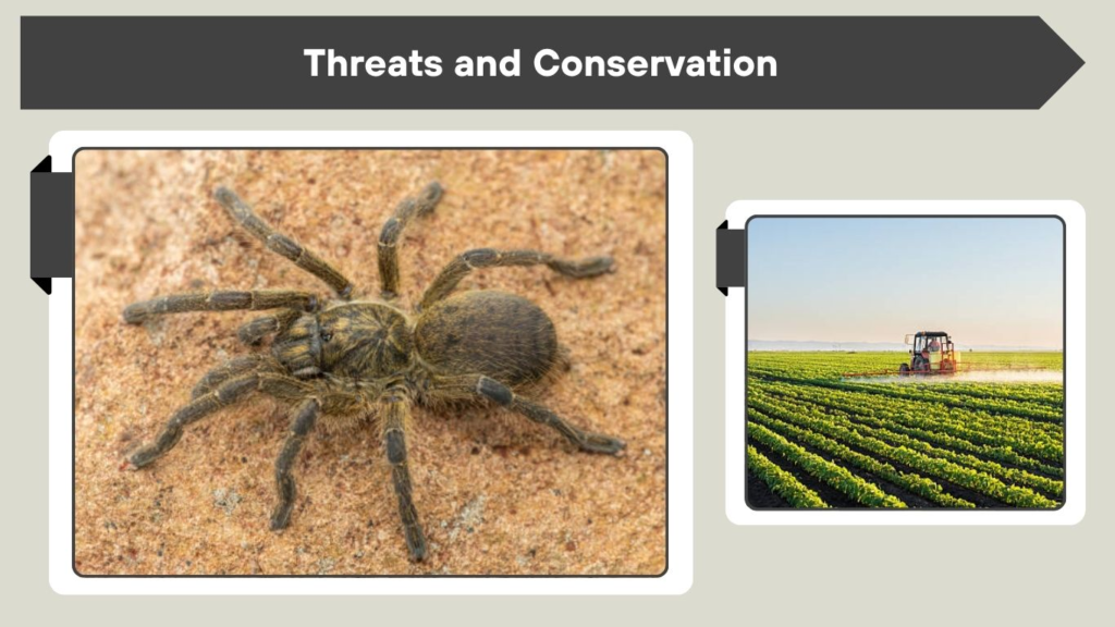 Threats and Conservation