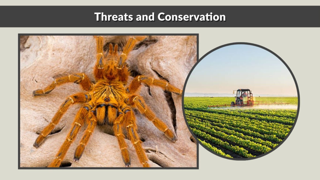 Threats and Conservation