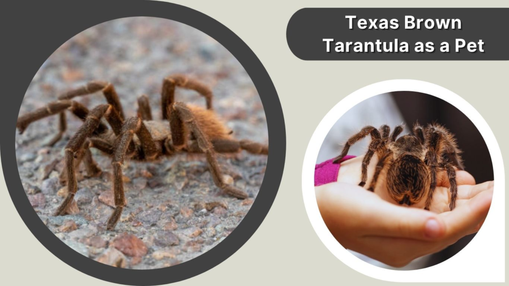 Texas Brown Tarantula as a Pet