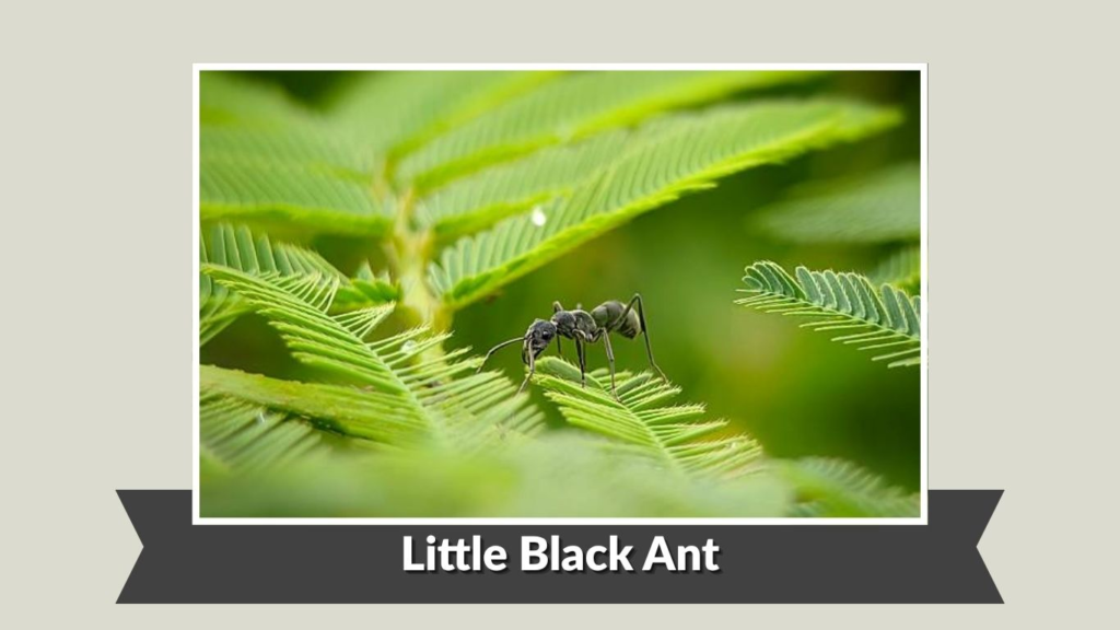 Little Black Ant