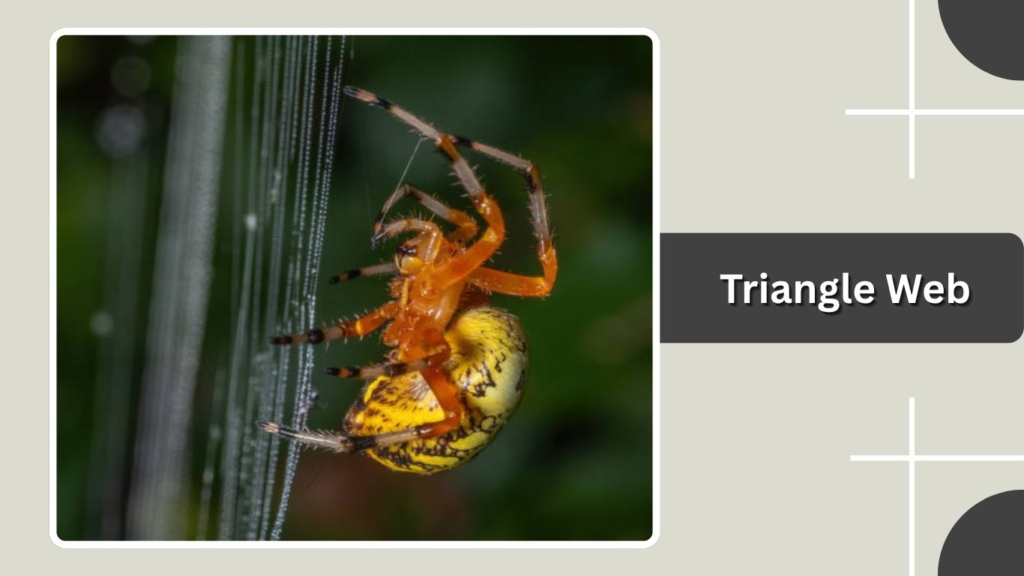 Triangle Web