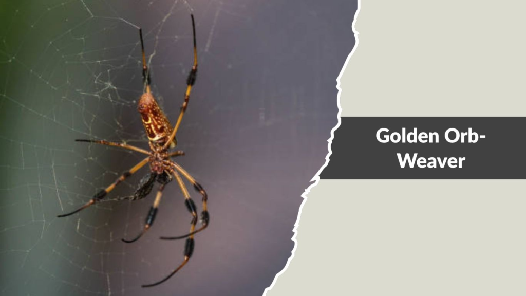 Golden Orb-Weaver