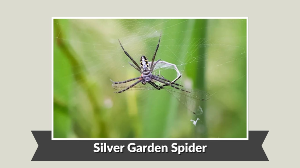 Silver Garden Spider