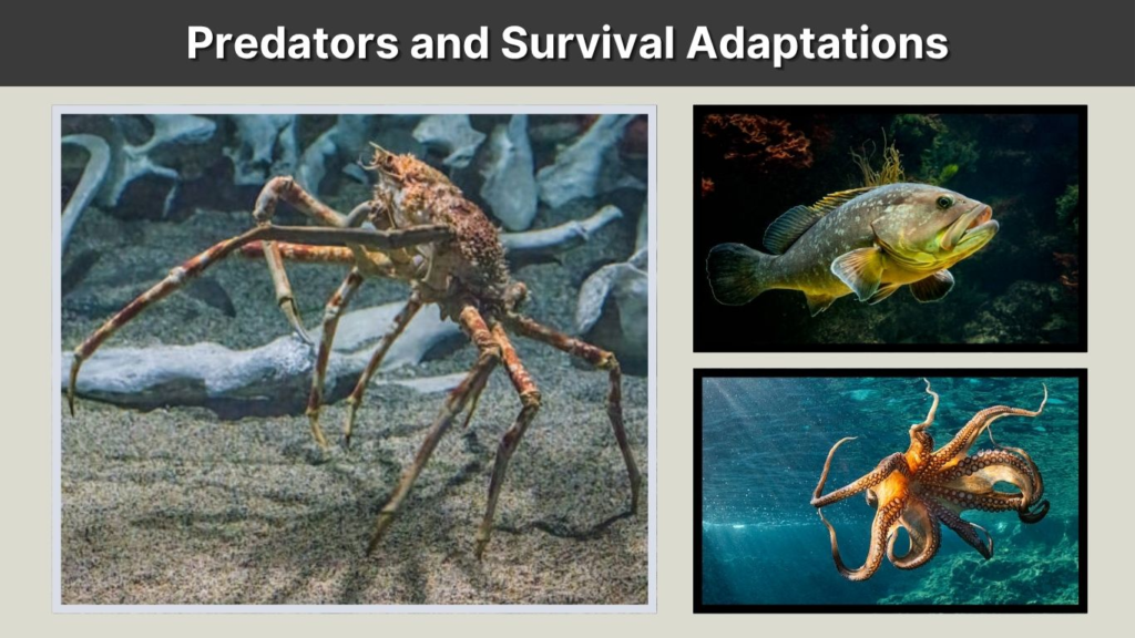 Predators and Survival Adaptations