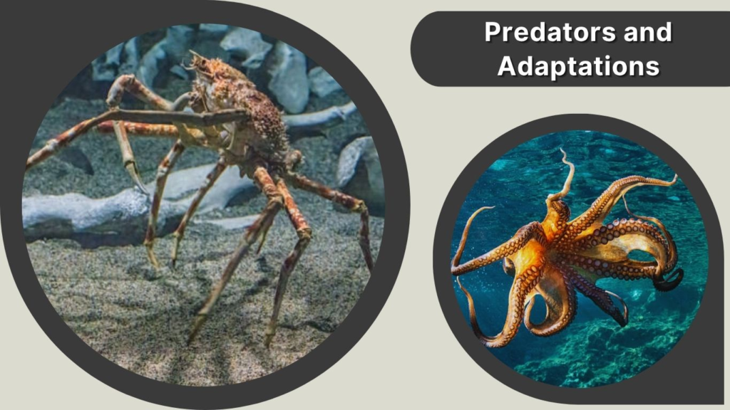 Predators and Adaptations