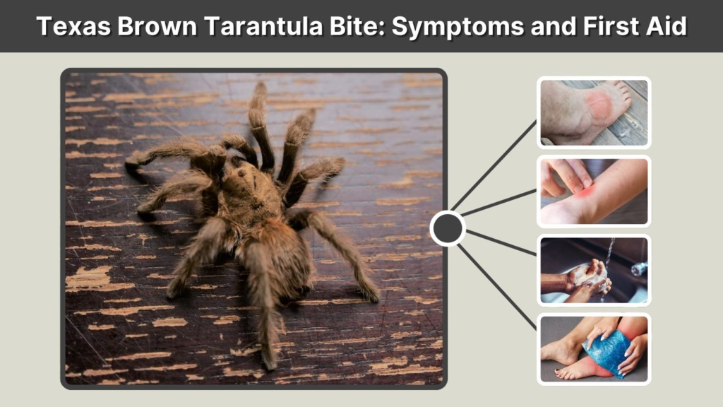 Texas Brown Tarantula Bite: Symptoms and First Aid