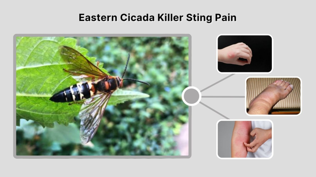 Eastern Cicada Killer Sting Pain