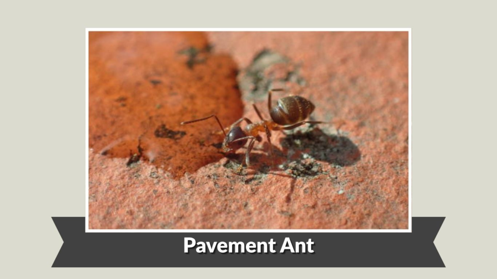 Pavement Ant