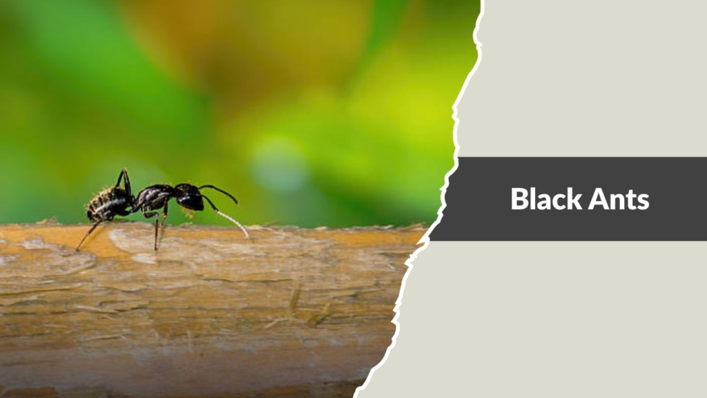 Black Ants