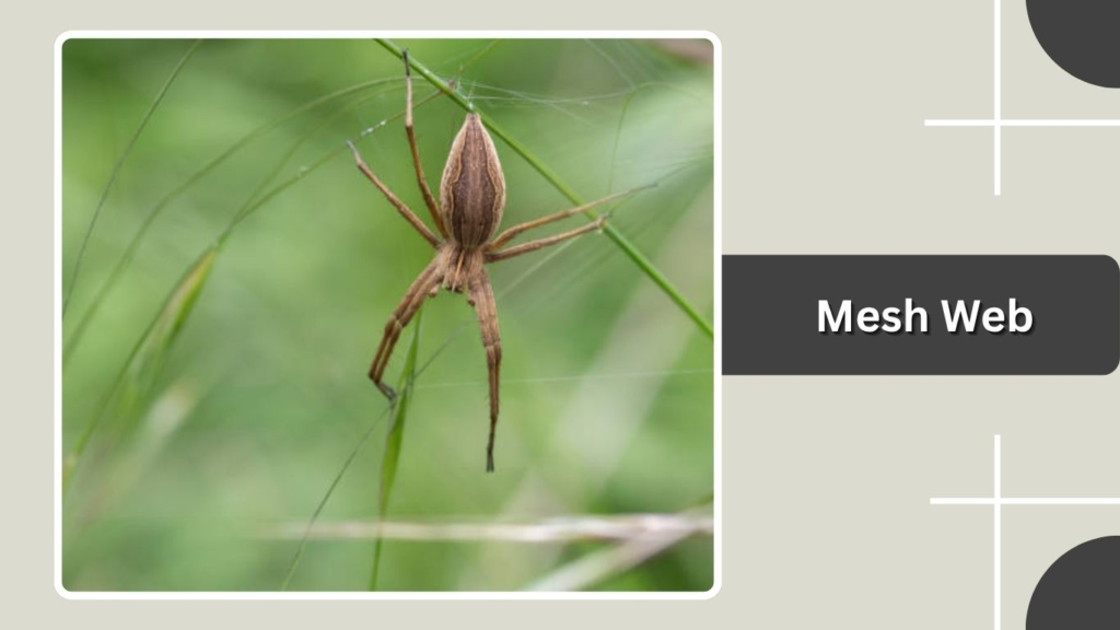 Mesh Web