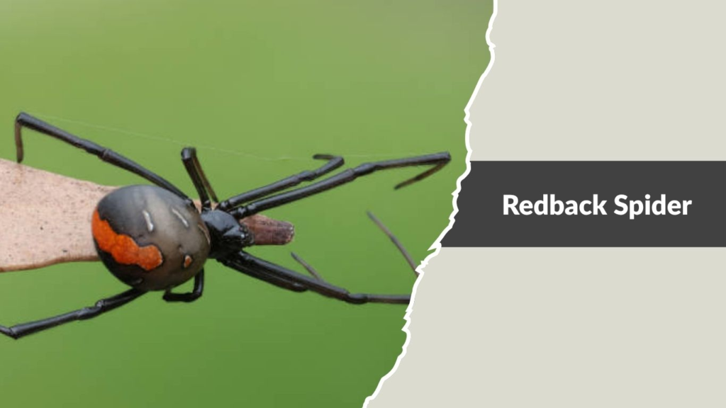 Redback Spider